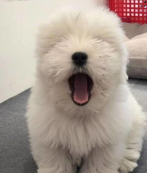 泰迪仰头吃瓜