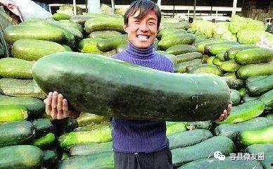 吃瓜群众多肉,绿植养植指南与趣事分享