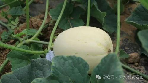 吃一根脆瓜,夏日清新一夏