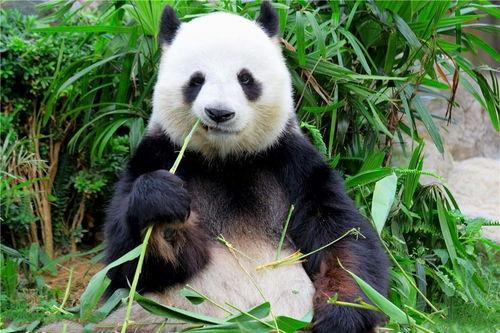 熊猫吃茭瓜,茭瓜的诱惑之旅