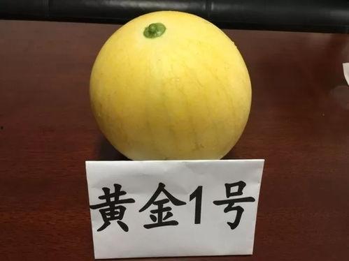 黄金店吃瓜,揭秘娱乐圈背后的秘密与八卦