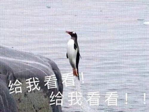 我不看月亮 吃瓜,揭秘不观月下的趣味生活