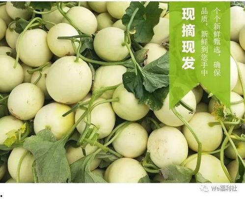甜瓜节吃瓜视频,全民吃瓜视频狂欢