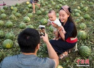 北京免费吃瓜群众,免费吃瓜群众的欢乐盛宴