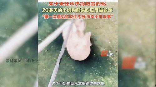 人与蛇吃瓜,一场奇妙的自然邂逅