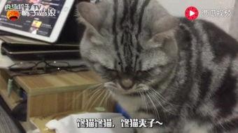 猫伸头吃瓜,猫儿探瓜奇遇记