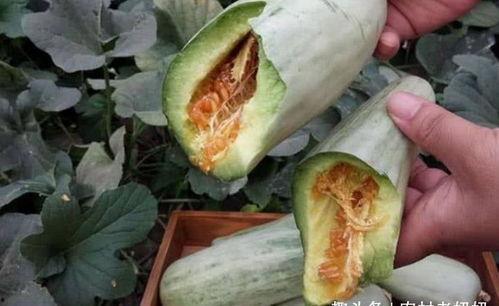 吃瓜坨子视频,一场视觉盛宴的幕后故事