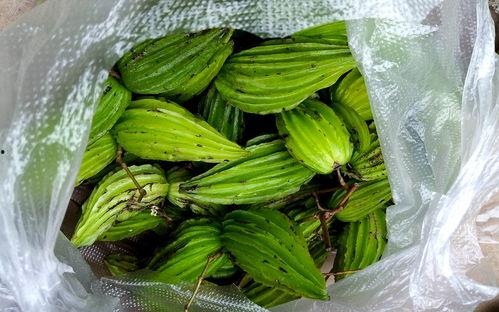 云南大娘吃瓜,田园风光中的甜蜜时光